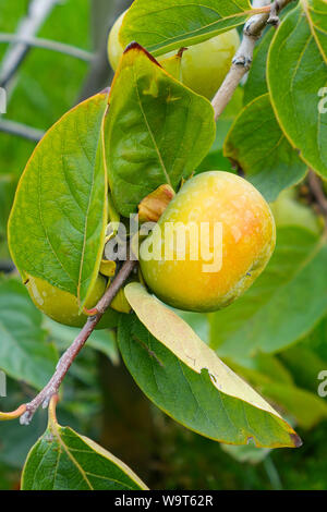 Unreife Kaki Frucht unter den grünen Blättern, full frame Stockfoto