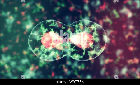 Realistische 3D-Darstellung der Zellteilung, generic Cell division mit Kopie Raum, Stammzellen teilen. Medizin und Wissenschaft Konzept. Organische Zellen Stockfoto