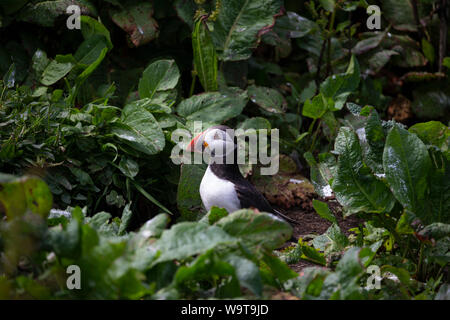 Papageitaucher Fratecula arctica unter grünem Laub in der Nähe ein Nest auf einer Insel in der Mitte Sommer Stockfoto