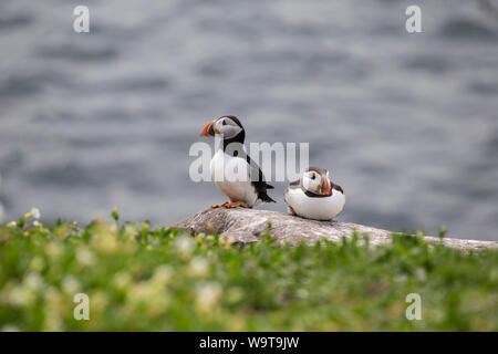 Ein paar der Atlantischen Papageientaucher Fratecula arctica hocken auf einem Felsen mit Blick auf das Meer mit Gras im Vordergrund. Stockfoto