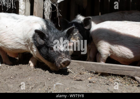 Rosa Schweine im Schweinestall. Landwirtschaft Konzept. Stockfoto