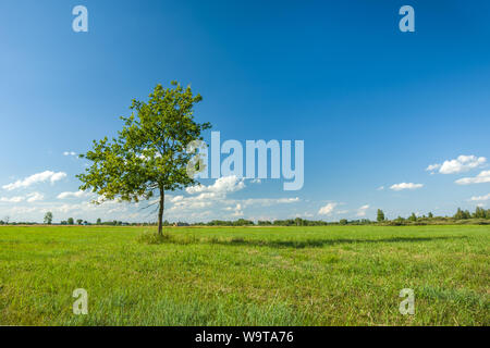 Einsame grüne Laubbaum wächst auf einer grünen Wiese, kleine Wolken am blauen Himmel. Karolinow, Polen Stockfoto