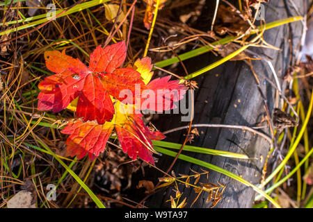 Herbst gelbe und rote Ahornblätter in die Abgestandene Gras. Eine alte Lügen anmelden. Selektive konzentrieren. Der Hintergrund ist unscharf. Stockfoto