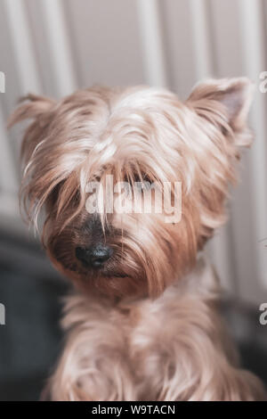 Porträt eines lustigen schüchtern Yorkshire Terrier mit langen braunen Haaren. Selektive konzentrieren sich auf die Nase. Der Hintergrund ist unscharf. Stockfoto