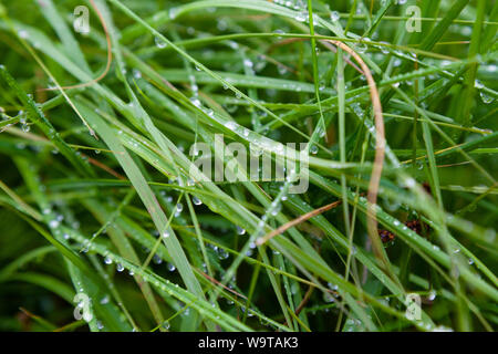 Nahaufnahme des Wassers sinkt auf Rasen Stockfoto