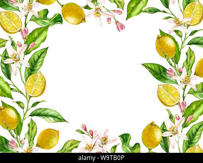 Horizontale Rahmen Zitrone Obst Zweig mit Blüten realistische Botanischen Aquarell Banner: Citrus Baum Blätter isoliert Gestaltungsarbeit auf weiße Hand gezeichnet frisch Stockfoto