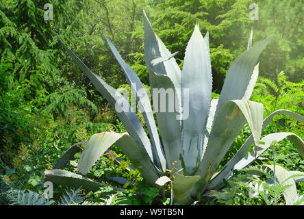 Agave in den Park an einem sonnigen Tag Stockfoto