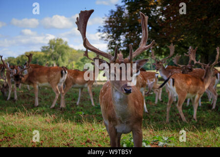 Rehe im Park Stockfoto