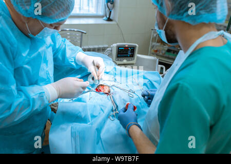 Ein männlicher Chirurg in einer Maske und Kleid betreibt, die in einem sterilen Operationssaal mit einem Assistenten und einem anästhesisten. Das medizinische Team führt die Betriebsbedingungen Stockfoto