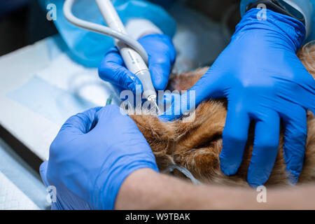 Ein Tierarzt Chirurg Bürsten der Zähne seines Hundes unter Anästhesie auf dem OP-Tisch. Hygiene der Mundhöhle bei Hunden. Zahnarzt Tierarzt behandelt teet Stockfoto