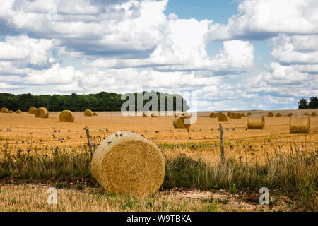 Eine große Herde der kleinen Vögel auf einem Zaun im Feld eines Bauern von gewalzten Heuballen mit blauem Himmel und große Wolken gesammelt Stockfoto