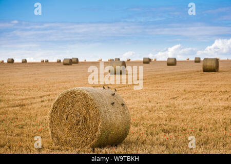 Die Zeit der Ernte - Vögel sitzen auf einem Gerollten Ballen Heu im Feld eines Bauern im Sommer mit blauem Himmel und leichten Wolken Stockfoto