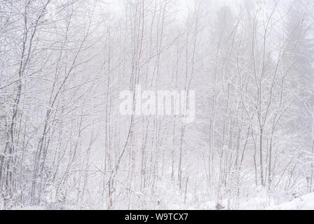 Winter Grove nach dem Schneefall in einem frostigen Haze, junge laubbäume mit Schnee bedeckt Stockfoto