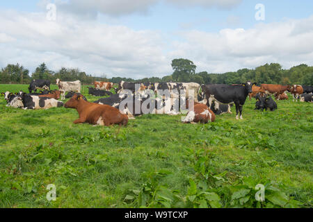 Kuhherde liegend in einem Feld Stockfoto