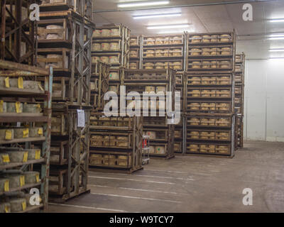 Cheddar Käse reift in den Regalen Stockfoto