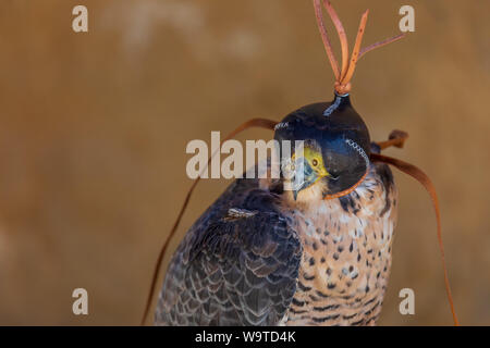 Close-up von Erwachsenen WANDERFALKE (FALCO PEREGRINUS). Streifenbildung und Leder Kappe für die Falknerei. Mit Platz Ihr Text einzufügen. Stockfoto