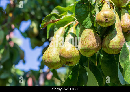 Schönen Cluster von Konferenz Birnen (Pyrus Communis) Reifung im Pear Tree (Baum). Sonnigen Sommertag Raum zu Ihren Text einzufügen. Stockfoto