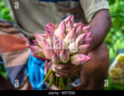 Hand, die eine Reihe von Lotus Blütenknospen für Tapeten/Hintergrund verwendet. Selektiver Fokus verwendet.. Stockfoto