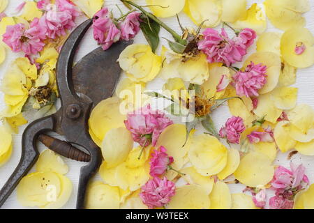 Rosa. Rose endet auf weißem Hintergrund im Sommer. Großbritannien Stockfoto