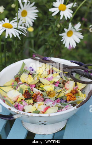 Blume endet - Rosen, Ringelblumen und Zuckererbsen - in eine alte Sieb in einen Sommergarten gesammelt. Großbritannien Stockfoto