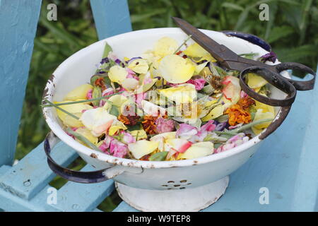 Blume endet - Rosen, Ringelblumen und Zuckererbsen - in eine alte Sieb in einen Sommergarten gesammelt. Großbritannien Stockfoto