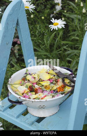 Blume endet - Rosen, Ringelblumen und Zuckererbsen - in eine alte Sieb in einen Sommergarten gesammelt. Großbritannien Stockfoto