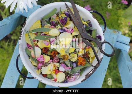 Blume endet - Rosen, Ringelblumen und Zuckererbsen - in eine alte Sieb in einen Sommergarten gesammelt. Großbritannien Stockfoto