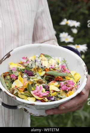 Blume endet - Rosen, Ringelblumen und Zuckererbsen - in eine alte Sieb in einen Sommergarten gesammelt. Großbritannien Stockfoto