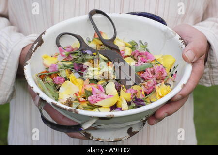 Blume endet - Rosen, Ringelblumen und Zuckererbsen - in eine alte Sieb durch einen männlichen Gärtner im Sommergarten gesammelt. Großbritannien Stockfoto