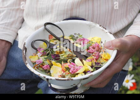 Blume endet - Rosen, Ringelblumen und Zuckererbsen - in eine alte Sieb durch einen männlichen Gärtner im Sommergarten gesammelt. Großbritannien Stockfoto