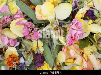 Blume endet - Rosen, Zuckererbsen und Ringelblumen - im Sommer. Großbritannien Stockfoto