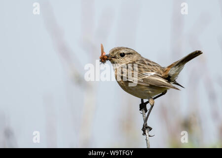 Europäische Schwarzkehlchen/Schwarzkehlchen (Saxicola torquata), weiblich, oben auf einem trockenen Zweig thront, mit Beute im Schnabel, Wildlife, Europa. Stockfoto