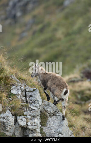 Junge Steinböcke/Steinbock/Alpensteinbock (Capra ibex) bis einige Felsen klettern in den Schweizer Alpen. Stockfoto