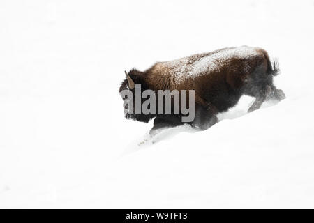 Bison/Amerikanischer Bison (Bison bison), Stier im Winter Fell, Talfahrt durch tiefen weichen Schnee, leistungsstark, beeindruckend, Yellowston Stockfoto