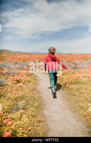 Junge entlang einen Weg durch ein Feld mit Mohnblumen, California, United States Stockfoto