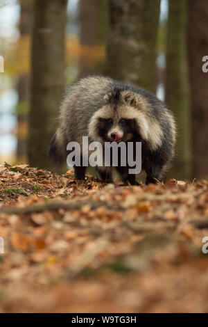 Marderhund/Marderhund (Nyctereutes procyonoides), erwachsenen Tier, invasive Arten, steht in einem Wald, leckte seine Zunge, schaut gespannt, im Herbst, Stockfoto