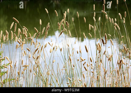 Roseaux en Bordüre des Étangs de Corot. Ville d'Avray. Stockfoto