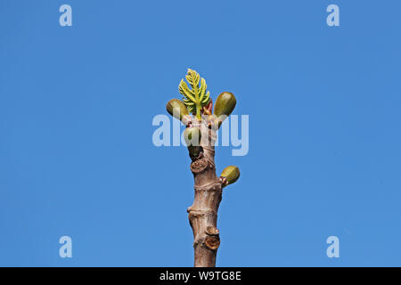 Blätter und kleine Früchte auf einem Feigenbaum Ficus Carica Latein im Frühjahr in Italien die Früchte reif schwarz zu bilden Stockfoto