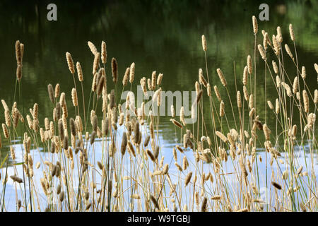 Roseaux en Bordüre des Étangs de Corot. Ville d'Avray. Stockfoto