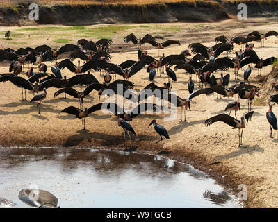 Eine Herde von Marabu haben um ein Wasserloch in der trockenkammer Katuma River, wo Sie Reinigung wurden gesammelt und gepflegt, nachdem in der Nähe schlemmen. Stockfoto