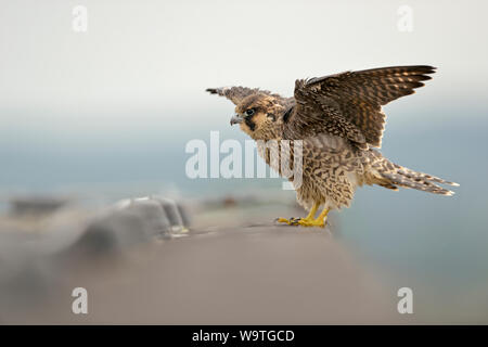 Wanderfalke/WANDERFALKE (FALCO PEREGRINUS), jungen Jugendlichen, an einem Dach Kante thront, die Ausbildung seiner Muskeln und Flug Fähigkeiten, Wildlife, Europ. Stockfoto