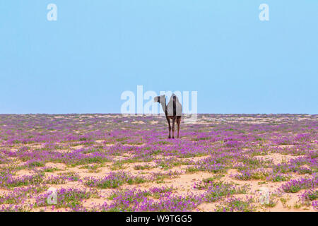 Kamel in der Wüste, Riad, Saudi-Arabien Stockfoto