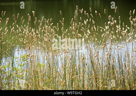 Roseaux en Bordüre des Étangs de Corot. Ville d'Avray. Stockfoto