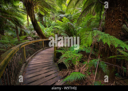 Gehweg durch Great Otway National Park, Victoria, Australien Stockfoto