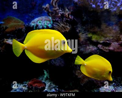 Paar Gelbe Nasen Zebrasoma flavescens - Hawaii Stockfoto