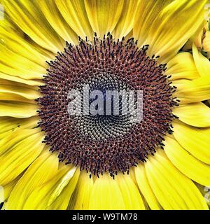 Nahaufnahme einer Sonnenblume, Spanien Stockfoto