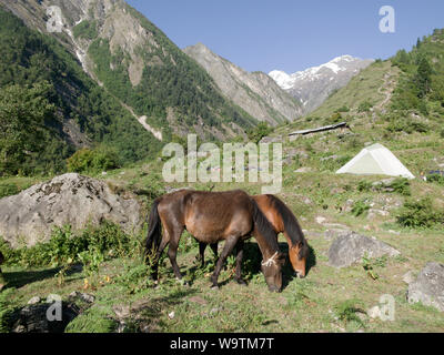 Zwei Pferde grasen in die Berge, Himalaya, Uttarkhand, Indien Stockfoto