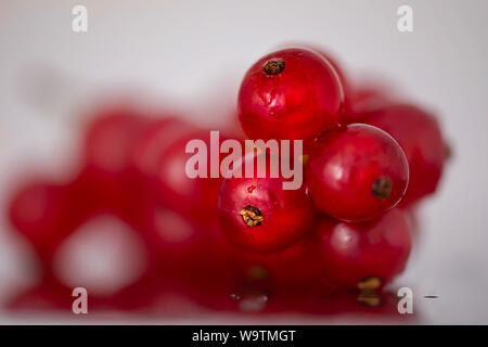 Nahaufnahme der rote Johannisbeeren Stockfoto