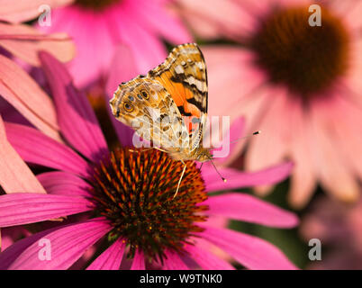 Vanessa cardui ist ein bekannter bunten Schmetterling, wie dem gemalten Dame bekannt Sitzen auf einem coneflower Stockfoto