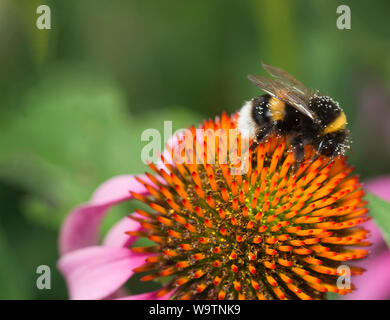 Bumblebee sitzen auf einem coneflower Stockfoto